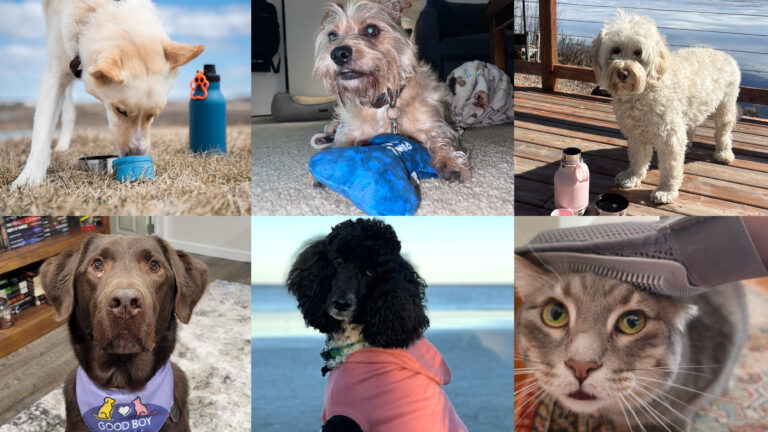 Folio Finds: 6 Paw-pular Pet Products for Your Furry Companion